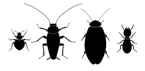 bildbanksillustrationer, clip art samt tecknat material och ikoner med insects silhouettes set-08 - pentatomidae