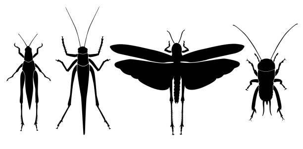 sylwetki owadów-orthoptera - grasshopper stock illustrations