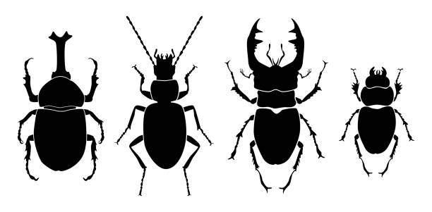 ilustraciones, imágenes clip art, dibujos animados e iconos de stock de siluetas de insectos set-02 - silhouette stag beetle beetle insect