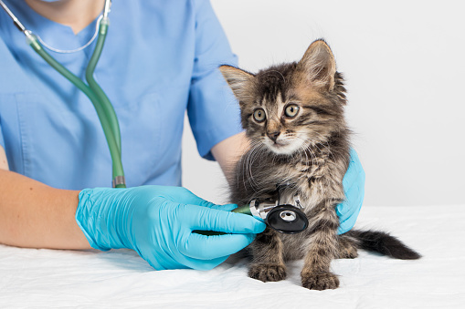 Veterinary clinic, treatment and prevention of diseases in cats and pets.