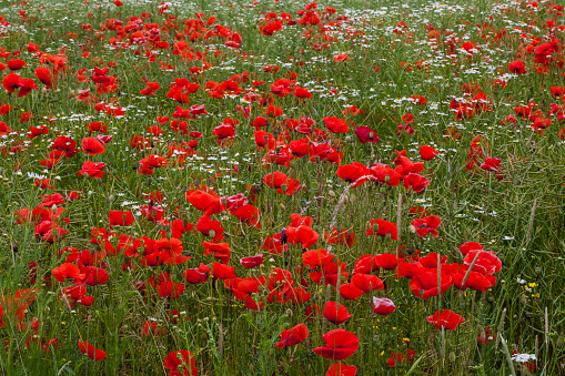 A low angle ultra wide field of view from ground level looking directly up to red Poppy flowers.