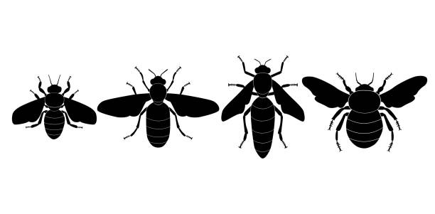 Insects silhouettes set-07 Vector collection of 4 insects silhouettes. Honey bee worker, the drone male bee, the queen bee, the hornet. Minimal graphic illustration. pest control logos silhouette stock illustrations