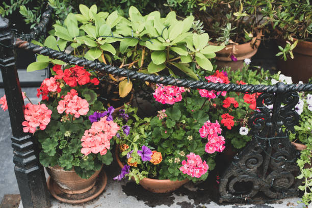 istock Amsterdam building with ivy plants 1336443785
