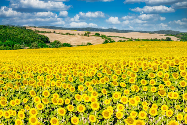 zapierający dech w piersiach krajobraz toskanii w val d'orcia z polami słonecznymi - val dorcia zdjęcia i obrazy z banku zdjęć