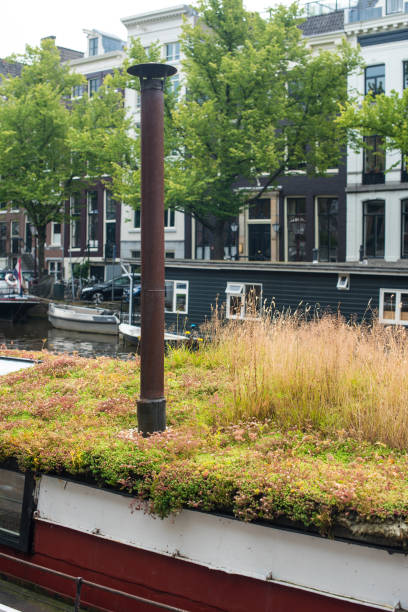 istock Amsterdam building with ivy plants 1336443830