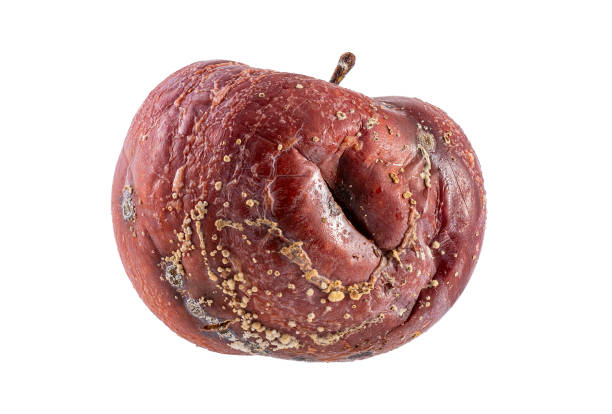 腐ったリンゴの果実は白で隔離されています。白い背景に茶色の腐ったリンゴを見る - rotting food mold fruit ストックフォトと画像