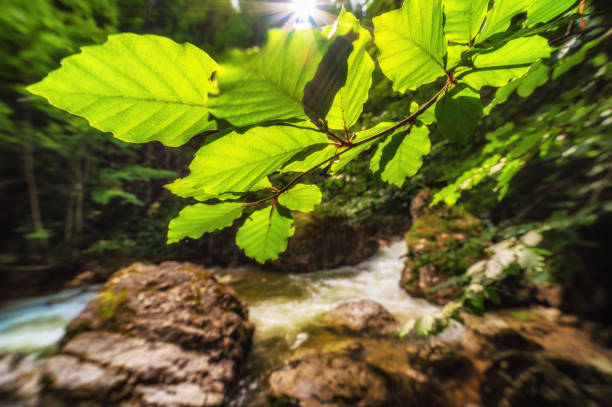 beauty in nature