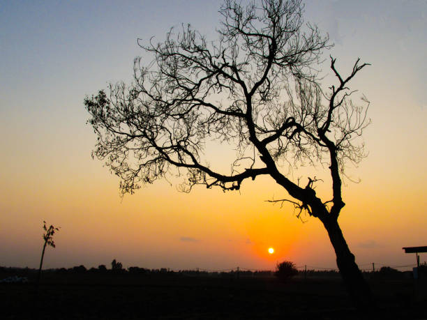 istock Silhouette of a  nacre tree at sunset 1336448311