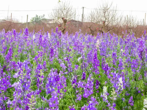 A Beautiful view of a field of baikal skullcap