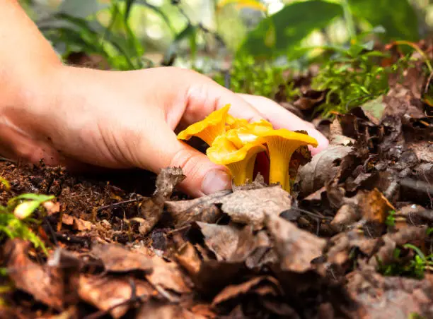 Photo of The hand picks the mushrooms.