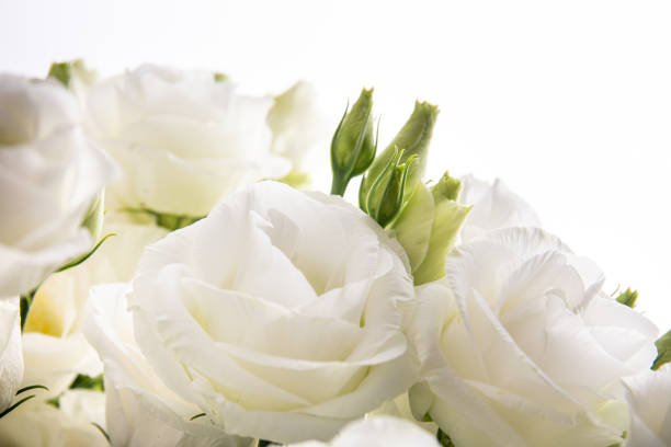 Lisianthus flower striking, rose-like beauty,  perennial flower, used for bridal bouquet. Other names prairie gentian, bluebell gentian.