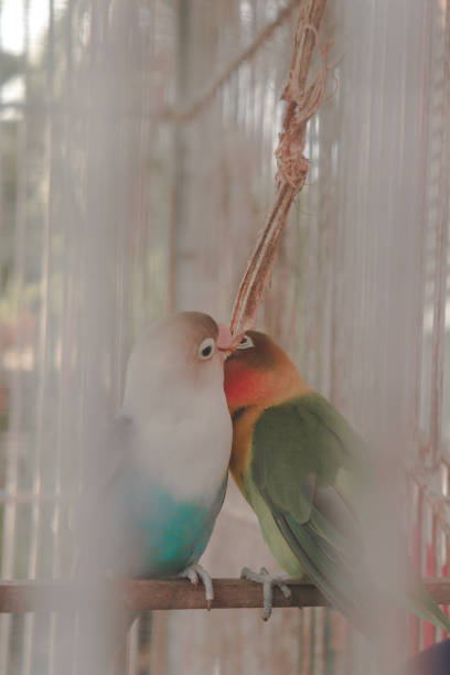 istock Lovebirds in Love 1336450745