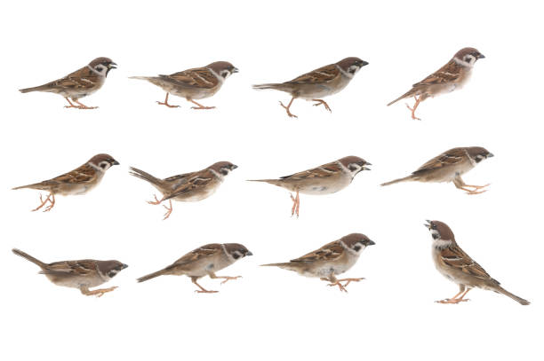 istock sparrow in jump phases isolated on white 1336450825