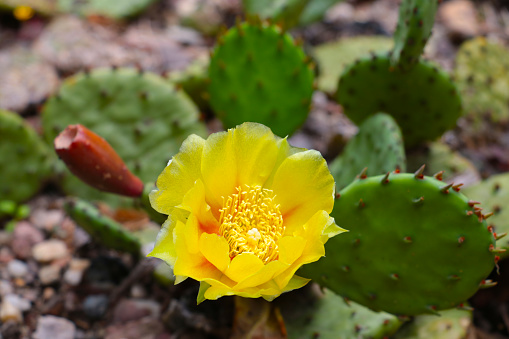 Yellow flower of a flowering green cactus