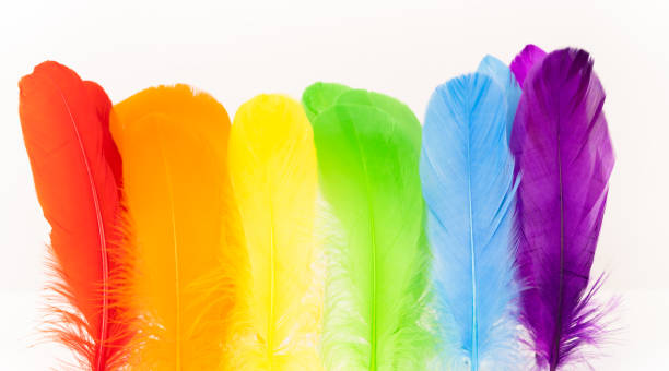 istock Feathers in LGBTQ colors 1336451046