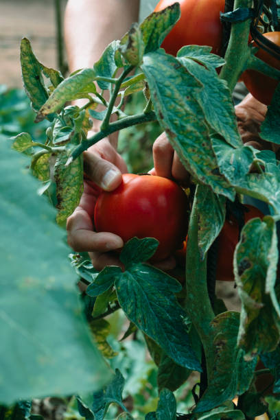 istock man about to collect tomatoes in a plantation 1336453615
