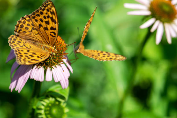two white painted butterflies fly over purple flowers in a summer sunny meadow