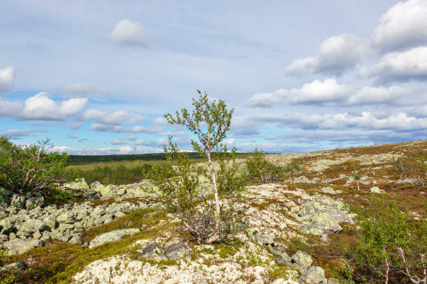 istock Moor birch tree on a mountain plateau 1336454675