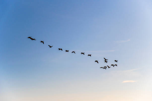 istock Flock of geese flying in the sky 1336454845
