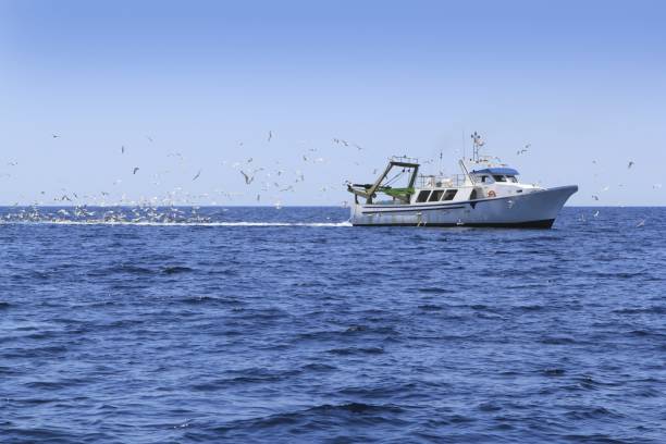 istock professional fisherboat many seagulls blue ocean 1336454846