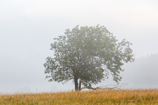 Single tree in fog on a meadow