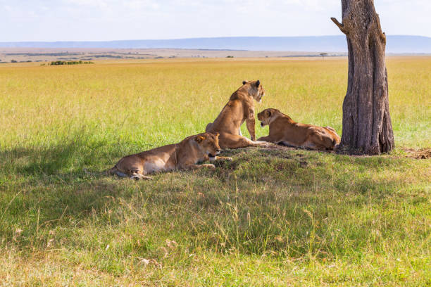istock Savanna landscape view with resting Lions in the shade 1336454907