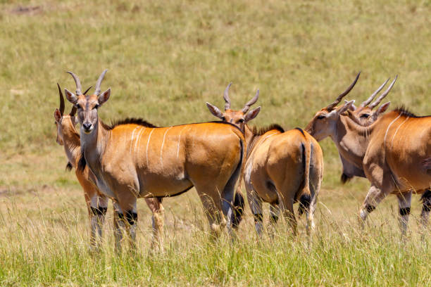 Flock with Eland antelopes  on the savanna Flock with Eland antelopes  on the savanna cape eland photos stock pictures, royalty-free photos & images
