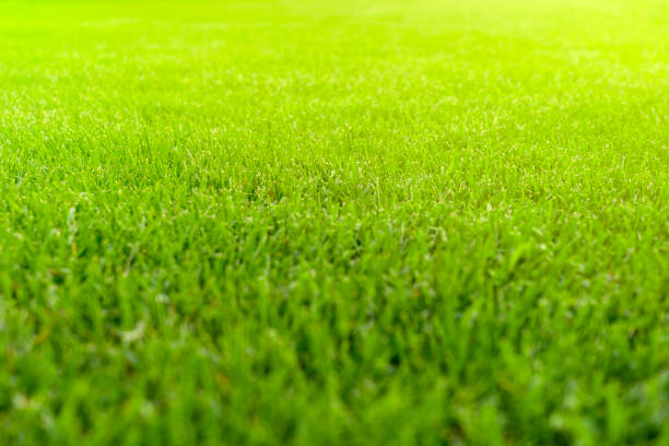 istock Lawn blur with soft light for background. Beautiful green grass texture 1336455960