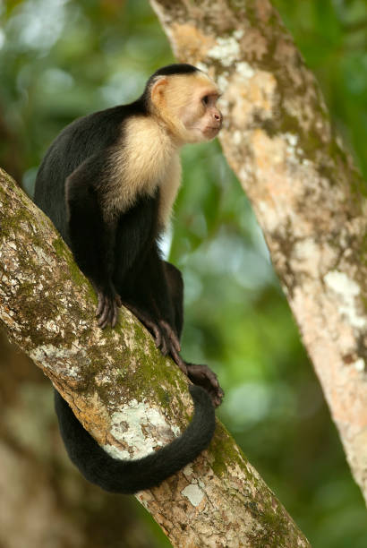 istock Colombian white-faced capuchin or Colombian white-throated capuchin 1336456127
