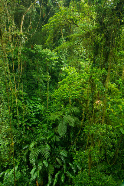 istock Monteverde cloud forest - Costa Rica 1336456161