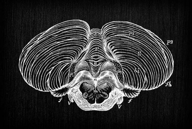 Antique illustration of human body anatomy nervous system: Cerebellum Antique illustration of human body anatomy nervous system: Cerebellum cerebellum illustrations stock illustrations