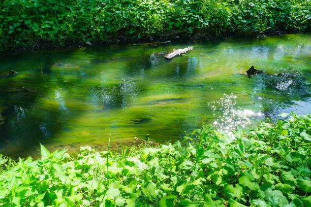 istock Small stream with mud in summer. Dirty, muddy water flows 1336458234