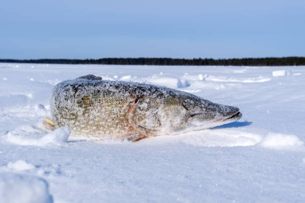 istock North pike. during cold winter time. Ice fishing. Space for text 1336458982