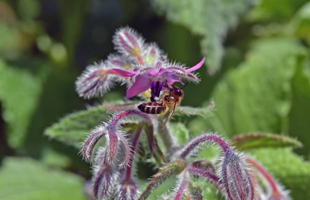 istock Honey Bee pollinating and taking nectar from a plant known as Borage. Copy space all around the image. 1336459095