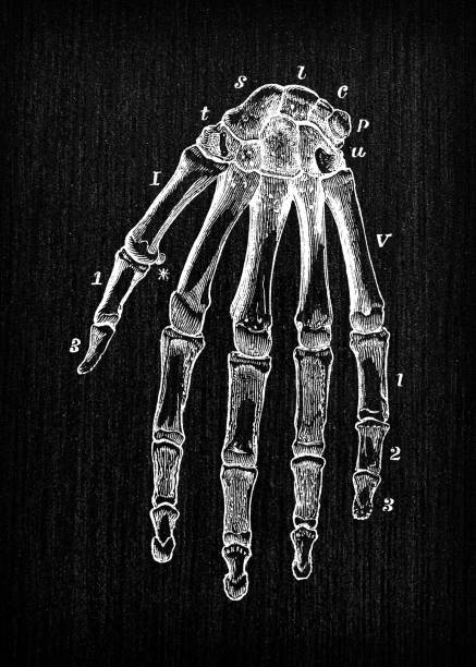 アンティークの人体解剖図: 手 - 人体図点のイラスト素材／クリップアート素材／マンガ素材／アイコン素材