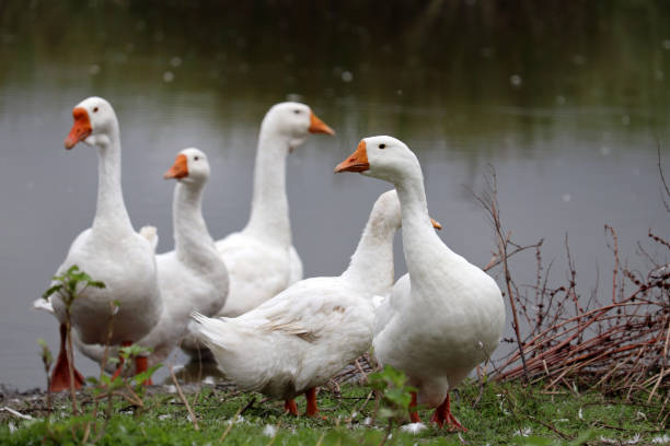istock White geese on green grass on a lake coast 1336461178