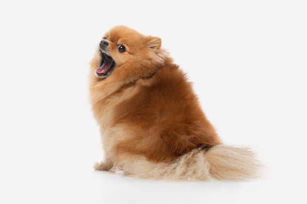 istock pomeranian dog sitting on isolated background. 1336462334