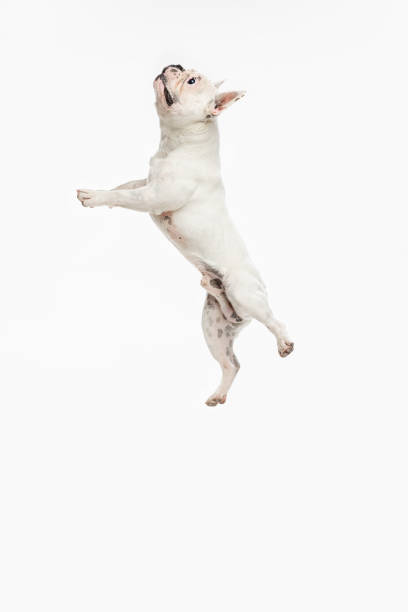 istock French bulldog running and jumping isolated on white studio background. 1336462337