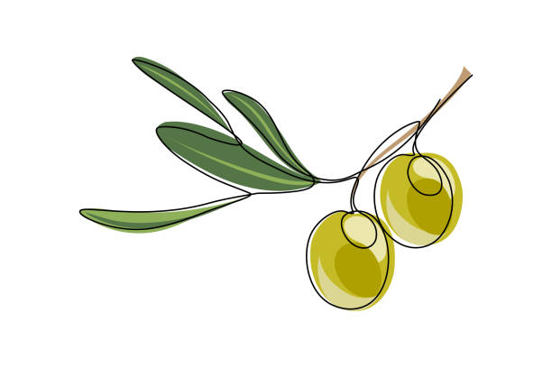 illustrazioni stock, clip art, cartoni animati e icone di tendenza di olive verdi - mediterranean diet