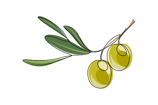 Olive branch with fruits and leaves isolated on white background. Vector illustration