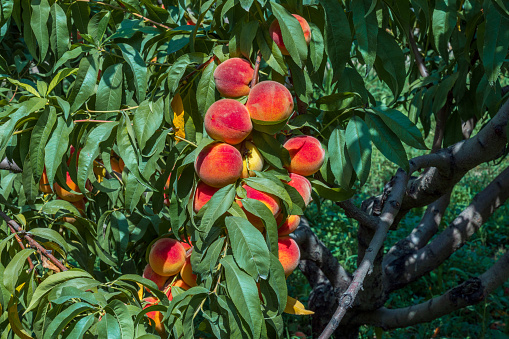 Peaches growing on a tree. Organic fruits. Fresh peaches