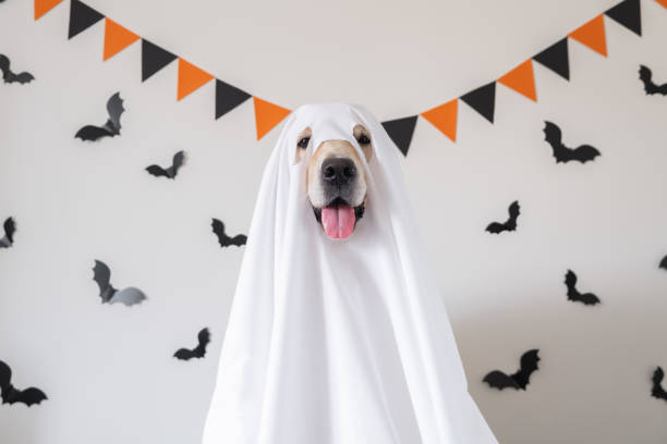 un perro feliz con un disfraz de fantasma se sienta sobre un fondo blanco con murciélagos. golden retriever de halloween. el concepto de unas vacaciones aterradoras y alegres. - witchs hat costume witch holidays and celebrations fotografías e imágenes de stock