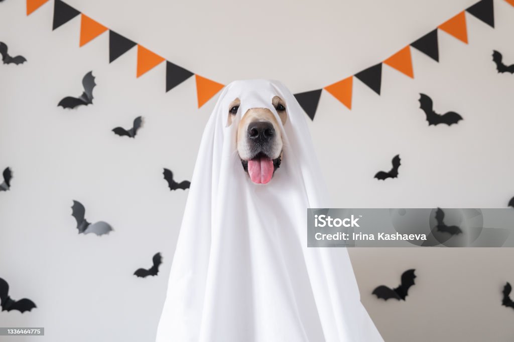 A happy dog in a ghost costume sits on a white background with bats. Halloween Golden Retriever. The concept of a scary and cheerful holiday. Halloween Stock Photo