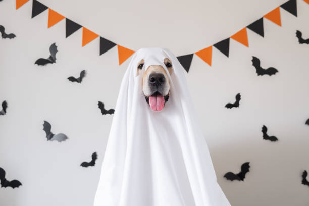 A happy dog in a ghost costume sits on a white background with bats. Halloween Golden Retriever. The concept of a scary and cheerful holiday. A happy dog in a ghost costume sits on a white background with bats. Halloween Golden Retriever. The concept of a scary and cheerful holiday. carnival costume stock pictures, royalty-free photos & images