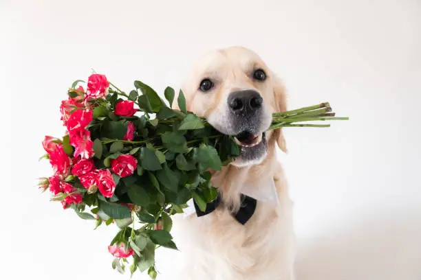 Photo of The dog holds a bouquet of roses in his mouth. Golden Retriever in a bow tie sits on a white background with flowers. Postcard for birthday, wedding, valentine's day, eighth of march.