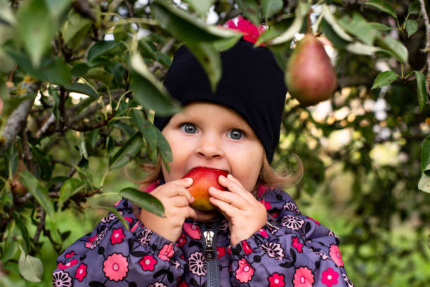 una bambina sta sotto un pero e mangia una pera spenata con appetito. - two pears foto e immagini stock