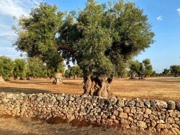 ulivi secolari in puglia, italia meridionale - oliveto foto e immagini stock