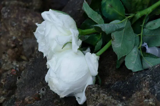Photo of White rose flower on the rocks of Ribeira beach as an offering to Iemanja.