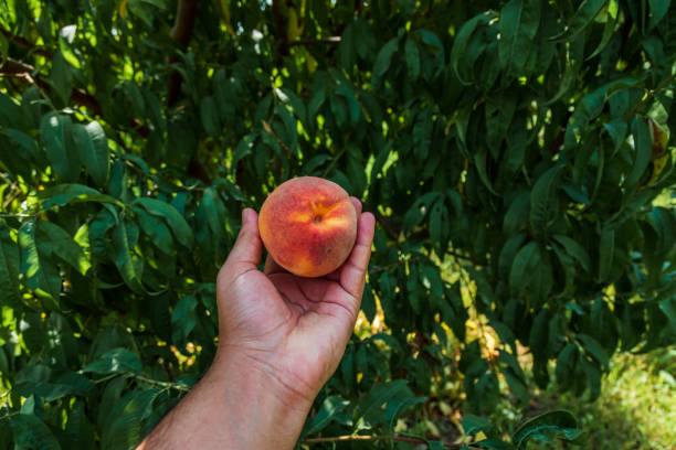 Person holding peach on the hand