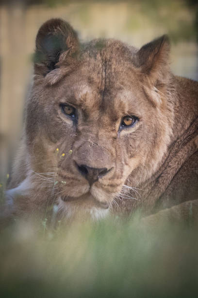 istock Lion female face 1336467446